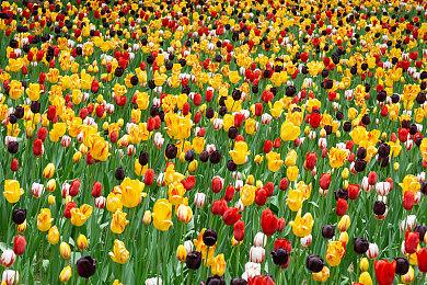 马斯克冷眼围观Steam成人游戏话题 趁机喊话使用X支付